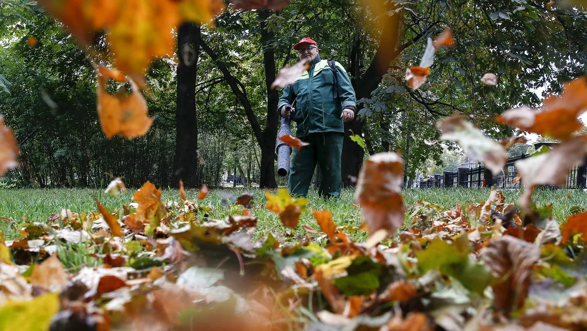 Уборка листьев в Минске. 1