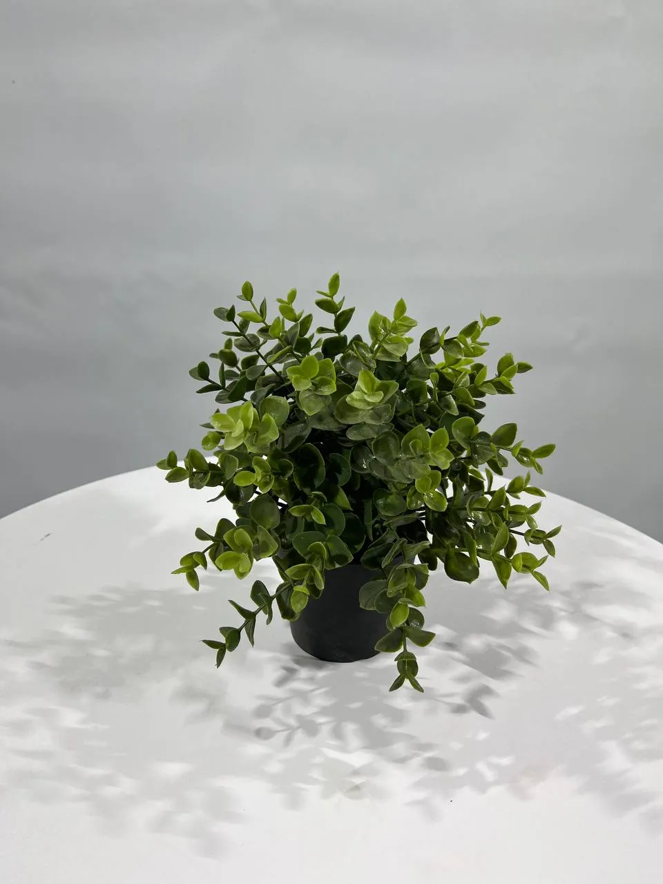 Аренда искусственных растений и кашпо для мероприятий в Минске. 1