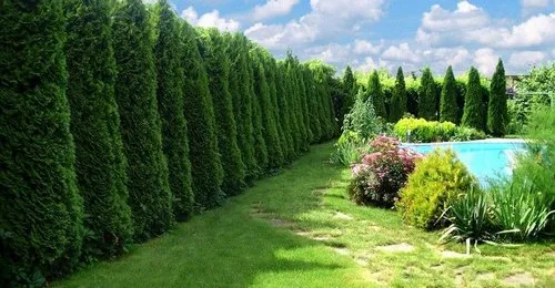 Посадка живой изгороди в Минске. 1